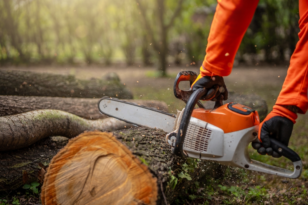 drujba, lant drujba, taiat lemne, taiere lemn